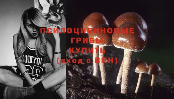 стаф Арсеньев