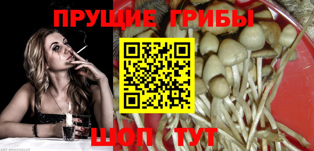 Новодвинск  Псилоцибиновые грибы Psilocybine cubensis  Галлюциногенные грибы Psilocybine cubensis  Вход с VPN 